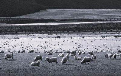 Unpicking returns from Farmland